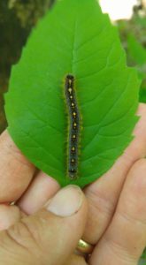 Forest Tent Catepillar