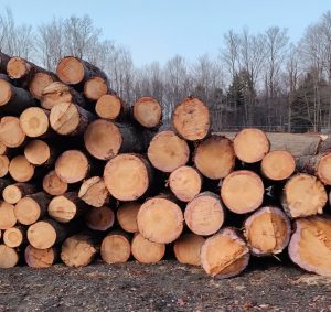 red and white pine logs