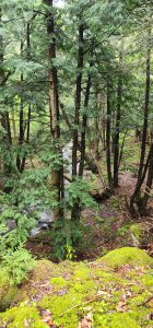 forest overlooking Lucas Brook 